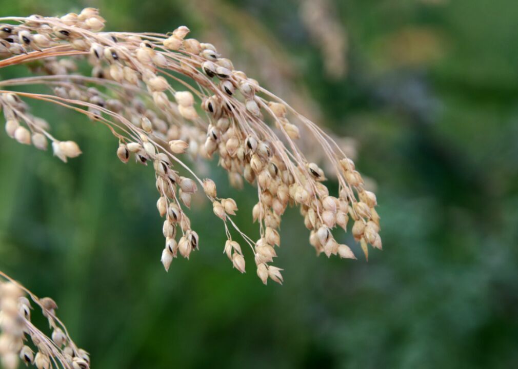 #13. Millet